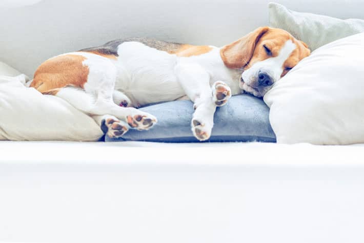 sleeping_puppy