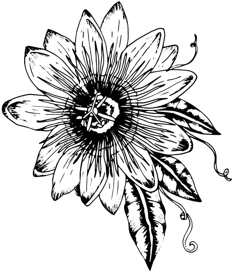 thrive_sunflower