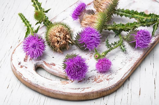 milk thistle on a rustic wooden cutting board